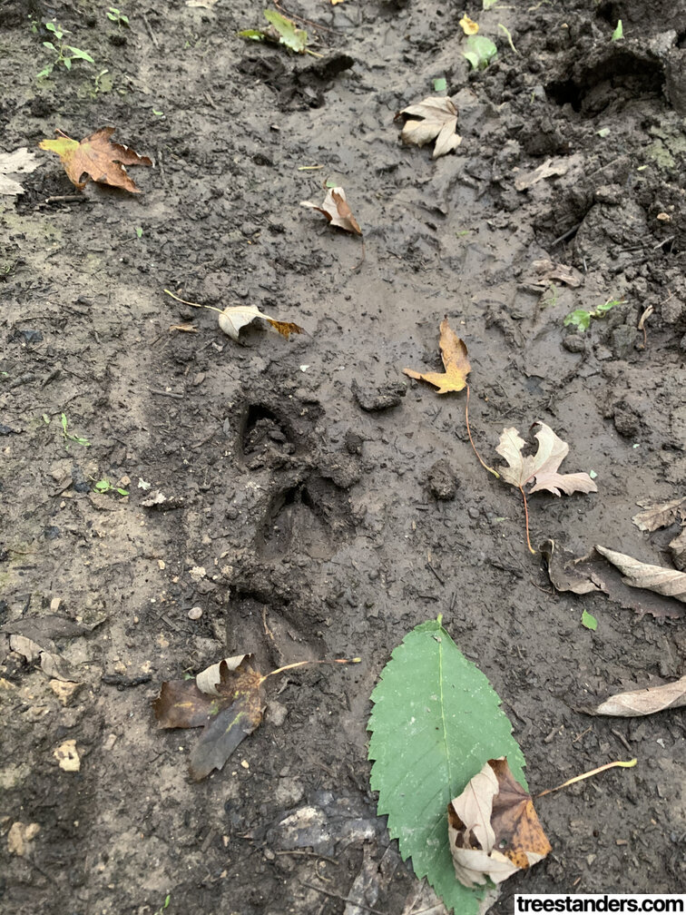 deer tracks